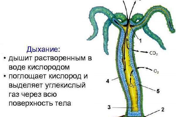 Кракен маркетплейс ссылка krakenat2krnkrnk com