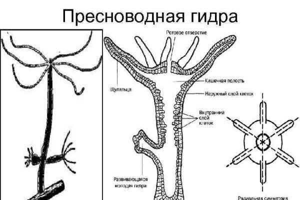 Ссылка на кракен 11